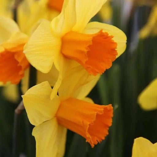 DAFFODIL Narcissus 'Pimpernel' FALL Planting bulbs! - Caribbean garden seed