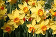 DAFFODIL Narcissus 'Pimpernel' FALL Planting bulbs! - Caribbean garden seed