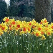 DAFFODIL Narcissus 'Pimpernel' FALL Planting bulbs! - Caribbean garden seed