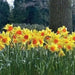 DAFFODIL Narcissus 'Pimpernel' FALL Planting bulbs! - Caribbean garden seed