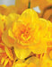 Daffodil Queensday , Top size Bulbs 15/17 cm, fall bulbs - Caribbean garden seed