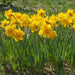 Daffodil Queensday , Top size Bulbs 15/17 cm, fall bulbs - Caribbean garden seed