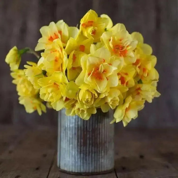 Daffodil Queensday , Top size Bulbs 15/17 cm, fall bulbs - Caribbean garden seed