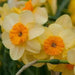 Daffodil Narcissus Bulb- Kedron ,Long lasting, easy care, deer resistant perennials~-Fall Planting - Caribbean garden seed
