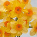 Daffodil Narcissus Bulb- Kedron ,Long lasting, easy care, deer resistant perennials~-Fall Planting - Caribbean garden seed