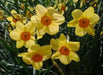 Daffodil Narcissus Bulb- Kedron ,Long lasting, easy care, deer resistant perennials~-Fall Planting - Caribbean garden seed