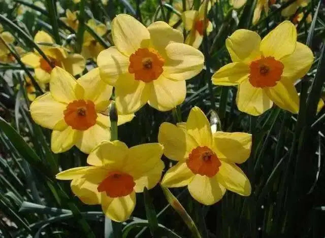 Daffodil Narcissus Bulb- Kedron ,Long lasting, easy care, deer resistant perennials~-Fall Planting - Caribbean garden seed