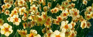 Daffodil Narcissus Bulb- Kedron ,Long lasting, easy care, deer resistant perennials~-Fall Planting - Caribbean garden seed