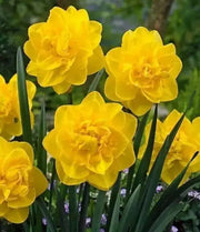 Daffodil Narcissus Double, Golden Ducat, Fall Planting Bulbs ! - Caribbean garden seed