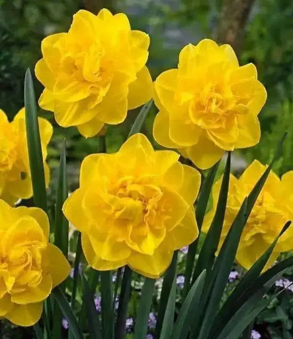 Daffodil Narcissus Double, Golden Ducat, Fall Planting Bulbs ! - Caribbean garden seed