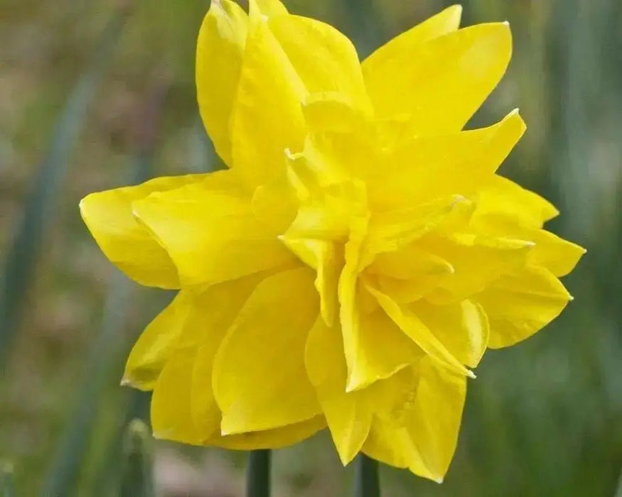 Daffodil Narcissus Double, Golden Ducat, Fall Planting Bulbs ! - Caribbean garden seed