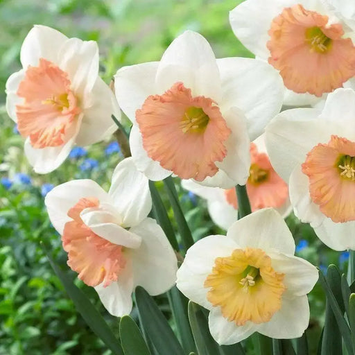 Daffodil Narcissus "SENTINEL" Trumpet Daffodil  Bulb-Fall Planting - Caribbean garden seed