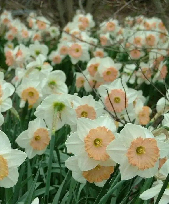 Daffodil Narcissus "SENTINEL" Trumpet Daffodil  Bulb-Fall Planting - Caribbean garden seed