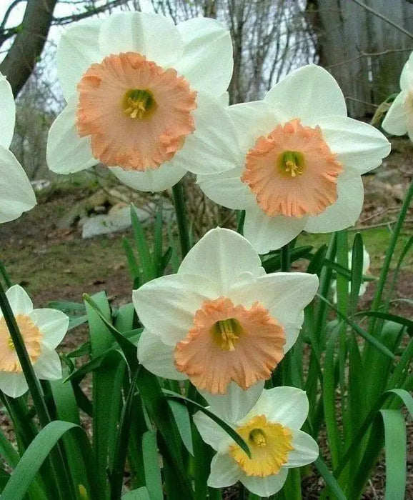 Daffodil Narcissus "SENTINEL" Trumpet Daffodil  Bulb-Fall Planting - Caribbean garden seed