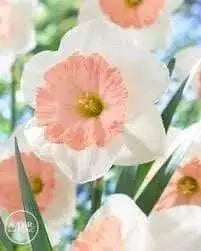 Daffodil Narcissus "SENTINEL" Trumpet Daffodil  Bulb-Fall Planting - Caribbean garden seed