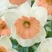 Daffodil Narcissus "SENTINEL" Trumpet Daffodil  Bulb-Fall Planting - Caribbean garden seed