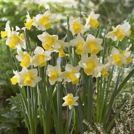DAFFODIL, NARCISSUS Golden Echo sweet fragrance - Caribbean garden seed