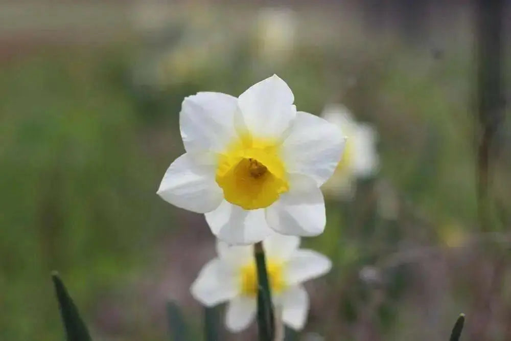 DAFFODIL, NARCISSUS Golden Echo sweet fragrance - Caribbean garden seed