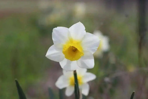 DAFFODIL, NARCISSUS Golden Echo sweet fragrance - Caribbean garden seed