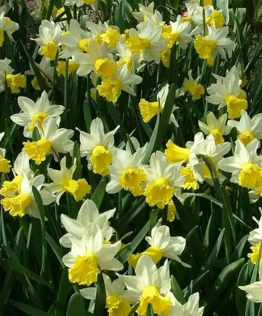 DAFFODIL, NARCISSUS Wisley (Bulbs) Early Blooming, - Caribbean garden seed