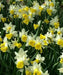 DAFFODIL, NARCISSUS Wisley (Bulbs) Early Blooming, - Caribbean garden seed