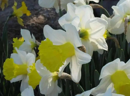 DAFFODIL, NARCISSUS Wisley (Bulbs) Early Blooming, - Caribbean garden seed
