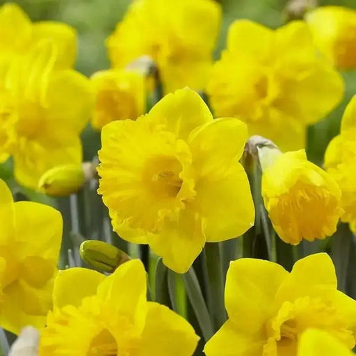 Daffodil Primeur(Bulbs) yellow - Caribbean garden seed