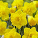 Daffodil Primeur(Bulbs) yellow - Caribbean garden seed