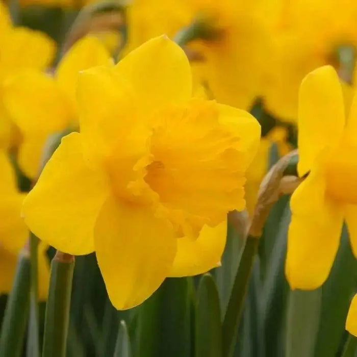 Daffodil Primeur(Bulbs) yellow - Caribbean garden seed