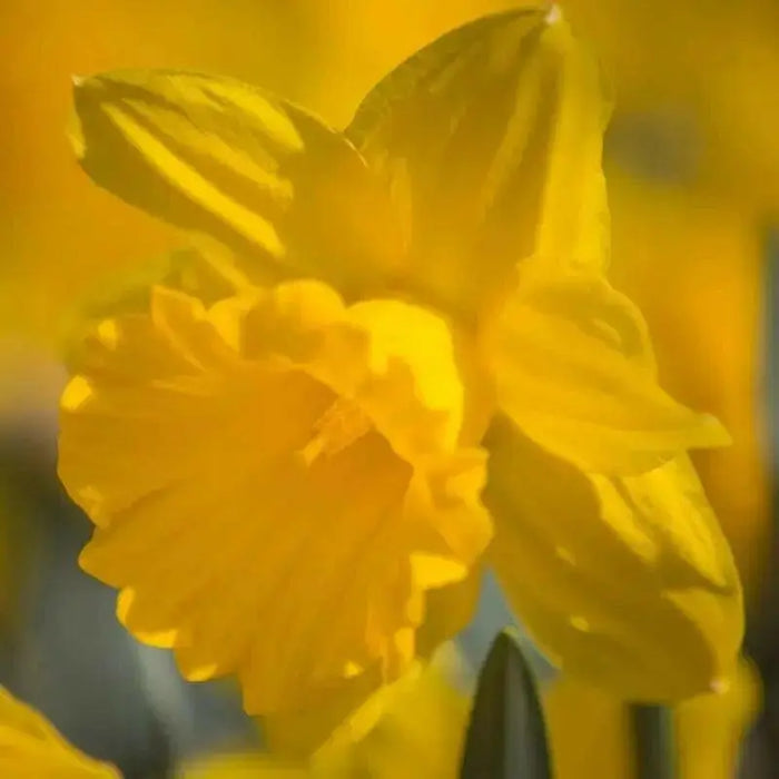 Daffodil Primeur(Bulbs) yellow - Caribbean garden seed