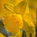 Daffodil Primeur(Bulbs) yellow - Caribbean garden seed