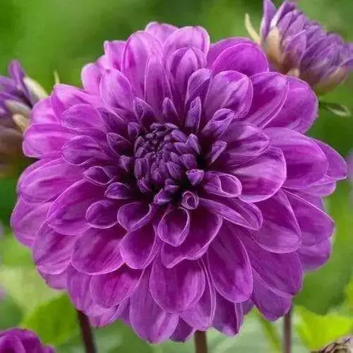 Dahlia "Cartouche" ( 3 Tuber ) Giant Flowers, Great Cut Flowers ! - Caribbean garden seed