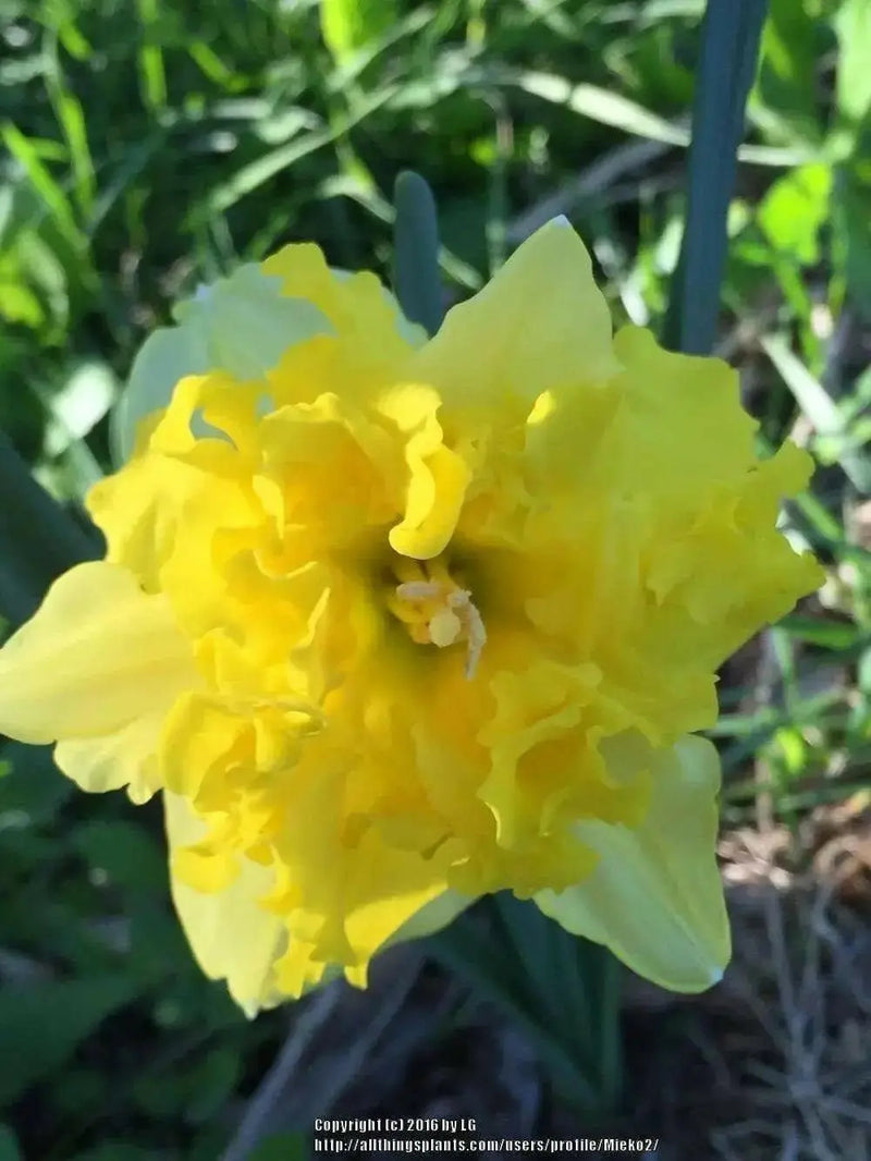 Daffodil Sailorman Bulbs , Top size 14/16 cm - Caribbean garden seed