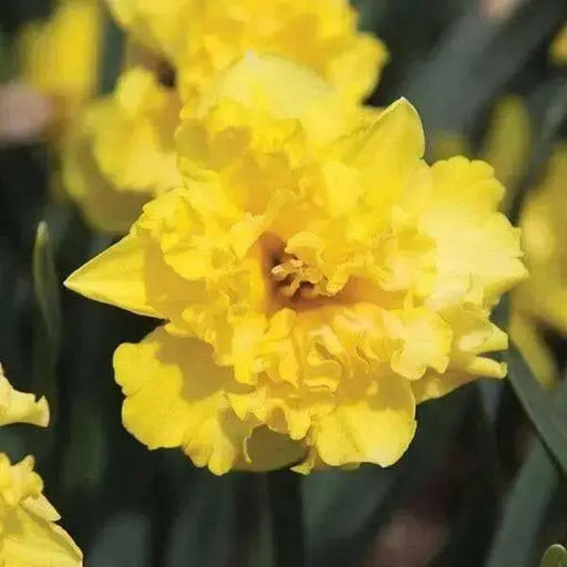 Daffodil Sailorman Bulbs , Top size 14/16 cm - Caribbean garden seed