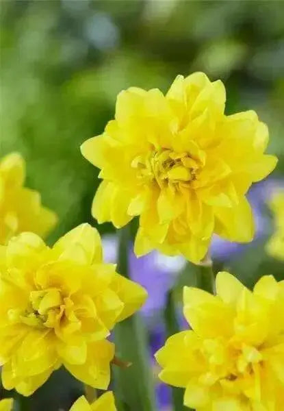 Daffodil Sailorman Bulbs , Top size 14/16 cm - Caribbean garden seed