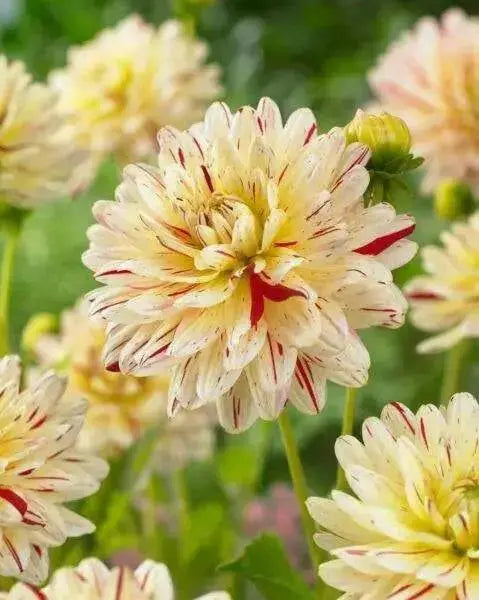 Dahlia 'Creme Silence' (  Tuber) ,Giant Flowers - Caribbean garden seed