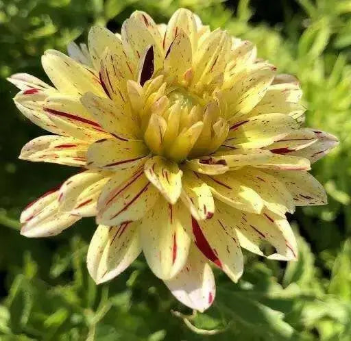 Dahlia 'Creme Silence' (  Tuber) ,Giant Flowers - Caribbean garden seed