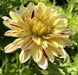 Dahlia 'Creme Silence' (  Tuber) ,Giant Flowers - Caribbean garden seed