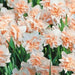 Daffodil Pink Champagne, double daffodil, FALL PLANTING Bulb - Caribbean garden seed