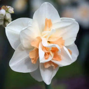 Daffodil Pink Champagne, double daffodil, FALL PLANTING Bulb - Caribbean garden seed