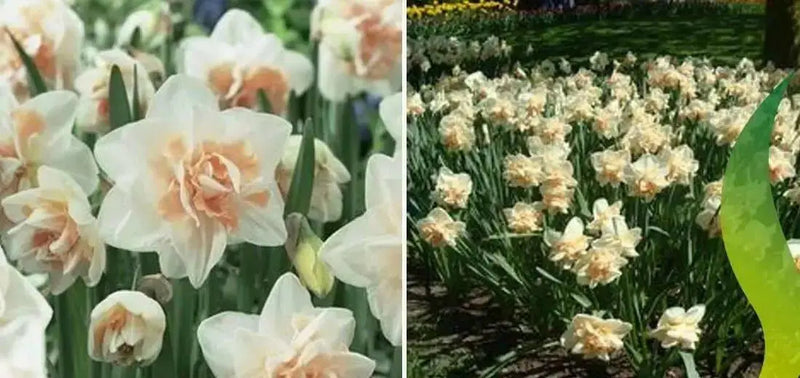 Daffodil Pink Champagne, double daffodil, FALL PLANTING Bulb - Caribbean garden seed