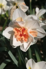 Daffodil Pink Champagne, double daffodil, FALL PLANTING Bulb - Caribbean garden seed
