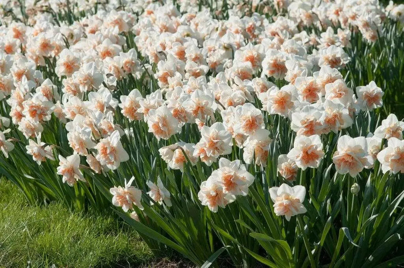 Daffodil Pink Champagne, double daffodil, FALL PLANTING Bulb - Caribbean garden seed