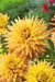 Dahlia Cactus 'Hy Pimento'( Tuber/Plant ) PERENNIAL - Caribbean garden seed