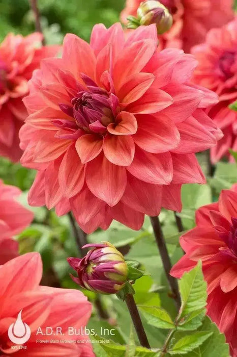 Dahlia  American Dawn (tubers) PERENNIAL FLOWERS - Caribbean garden seed