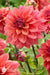 Dahlia  American Dawn (tubers) PERENNIAL FLOWERS - Caribbean garden seed