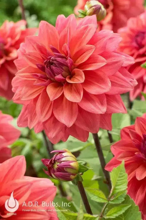 Dahlia  American Dawn (tubers) PERENNIAL FLOWERS - Caribbean garden seed
