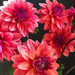 Dahlia  American Dawn (tubers) PERENNIAL FLOWERS - Caribbean garden seed