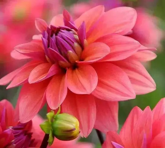 Dahlia  American Dawn (tubers) PERENNIAL FLOWERS - Caribbean garden seed