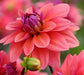 Dahlia  American Dawn (tubers) PERENNIAL FLOWERS - Caribbean garden seed